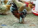 DSC00407