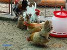 DSC00408