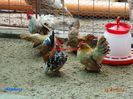 DSC00409
