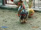 DSC00438
