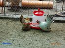 DSC00446
