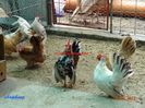 DSC00450
