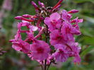 DSC05809