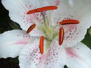 WHITE RED SPOT