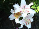 WHITE RED SPOT