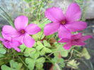 OXALIS
