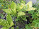 aucuba japonica variegata 40