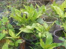 aucuba japonica
