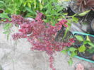 berberis 35