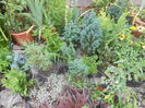 conifere si plante de stancarie 25