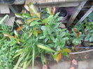 photinia fraseri red robin