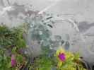 eucalyptus gunii 35