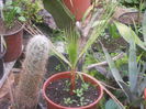 washingtonia filifera 30,2 ani