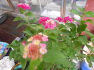 lantana camara 40
