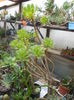 aeonium arborescens 50 6 ani