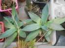 agave attenuata 40