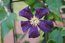 clematis Romantika