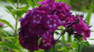 DSC03421