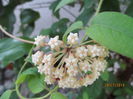 hoya cardiophylla