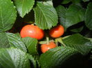 Rosa rugosa, hips (2014, July 08)