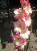 gladiola