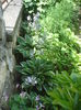 hosta