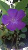 ruelia humilis