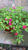 impatiens ciclam