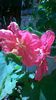 abutilon roz