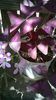 oxalis mov