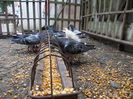 DSCN1334