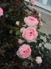DSC00715