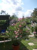 DSCN9954