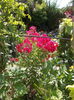 DSCN9957