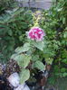 DSCN9966