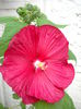 Hibiscus mouscheutos -23.07.014