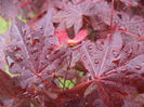 Acer Japonicus Atropurpureum