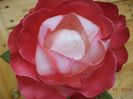 Rose - Trandafir