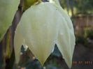 Yucca