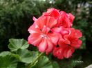 coral pink(dublu)