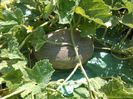IMG_20140725_163546