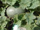 IMG_20140725_163335