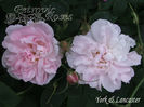 YORK & LANCASTER