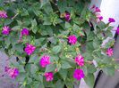 mirabilis