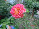 DSC00684