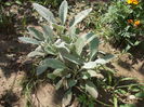 stachys byzantina [urechea mielului]