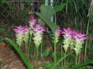 CURCUMA AERUGINOSA