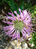 monarda