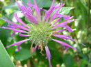 Monarda Blue Stocking