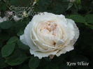 KERN WHITE